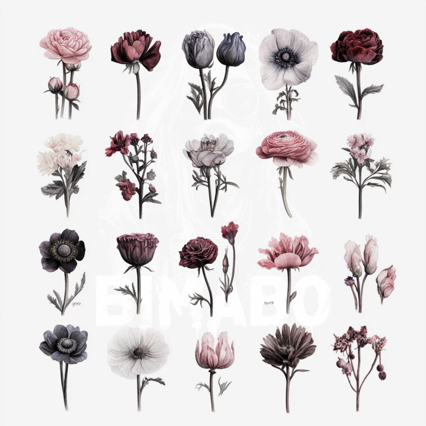 PNG Bundle 56 Flowers 1 - Digital Download only -  56 different vintage flower illustrations - transparent background