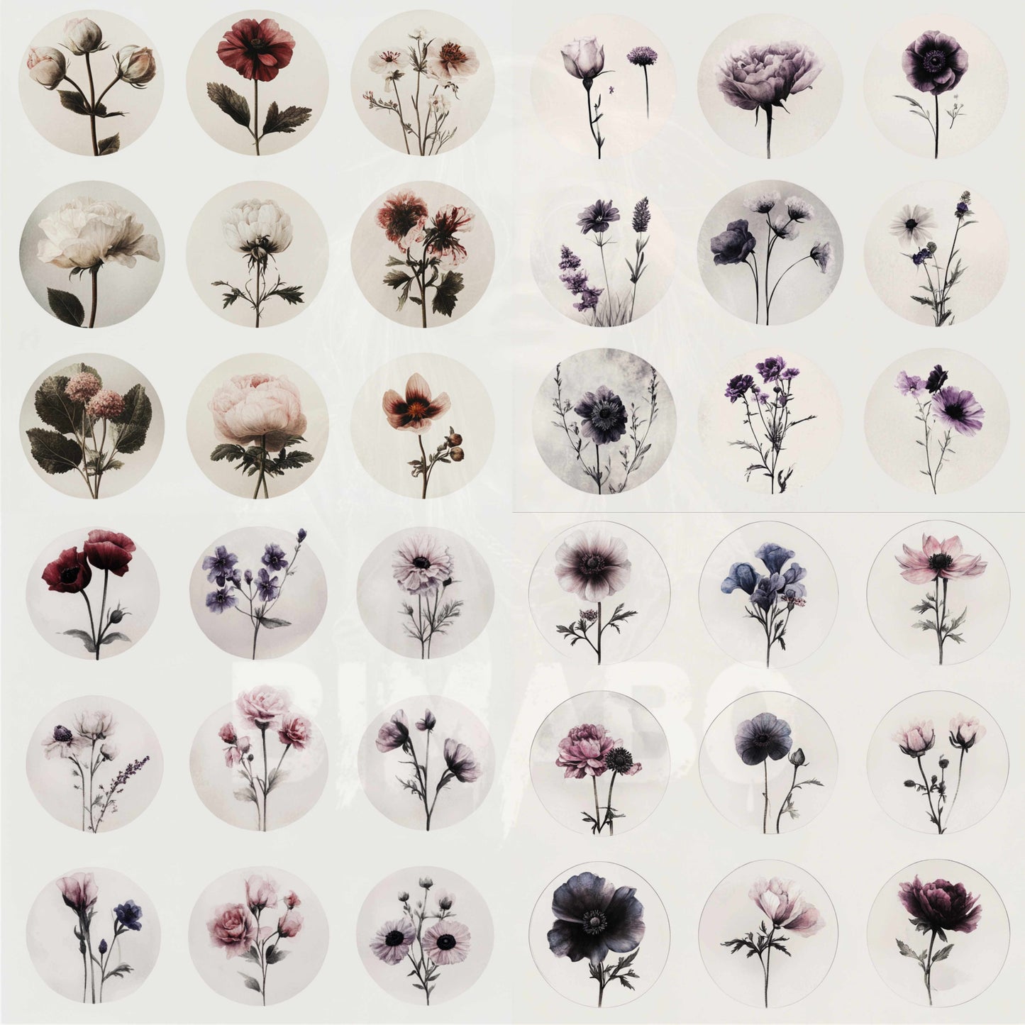 PNG Bundle 56 Flowers 1 - Digital Download only -  56 different vintage flower illustrations - transparent background